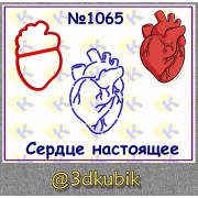 Сердце настоящее 1065